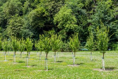 Privacy Trees Planting