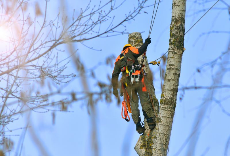 Tree Arborist Service