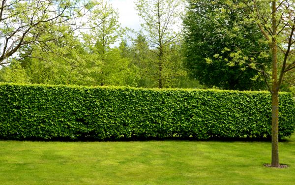 Hedge Planting Service