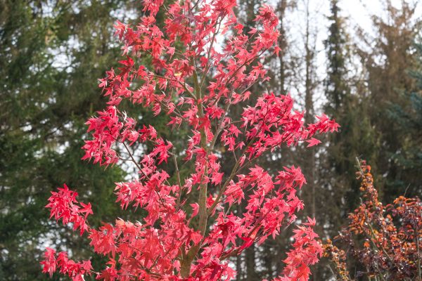 Japanese Maple Planting in Fremont
