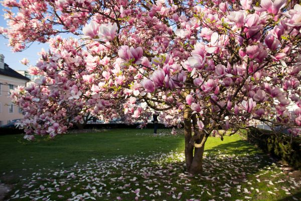 Magnolia Tree Planting in Fremont