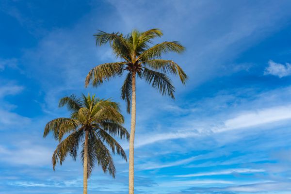Palm Tree Planting in Fremont