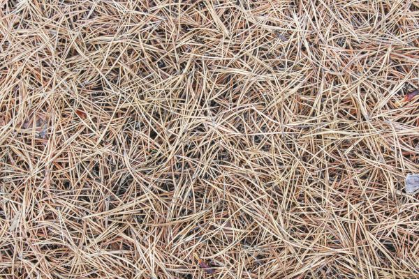 Pine Straw Installation in Fremont