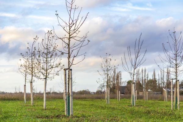 Tree Installation Service in Fremont