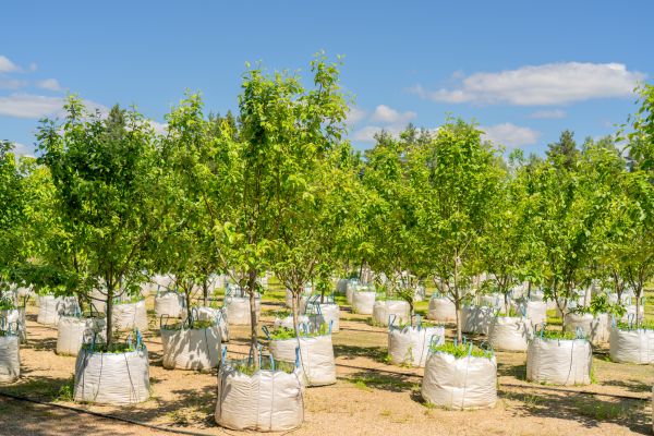 Tree Planting Service in Fremont