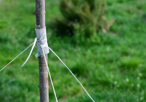 Tree Staking Service in Fremont