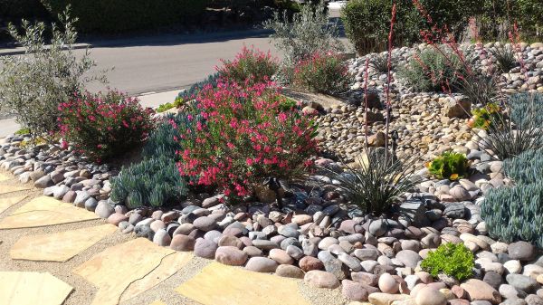 Xeriscape Landscaping in Fremont