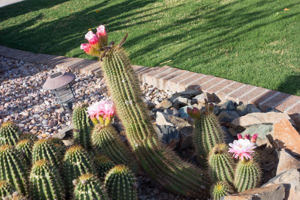 Desert Landscaping in Fremont