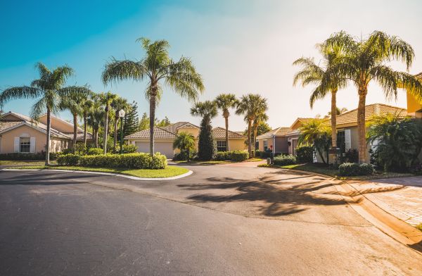 Palm Tree Landscaping in Fremont