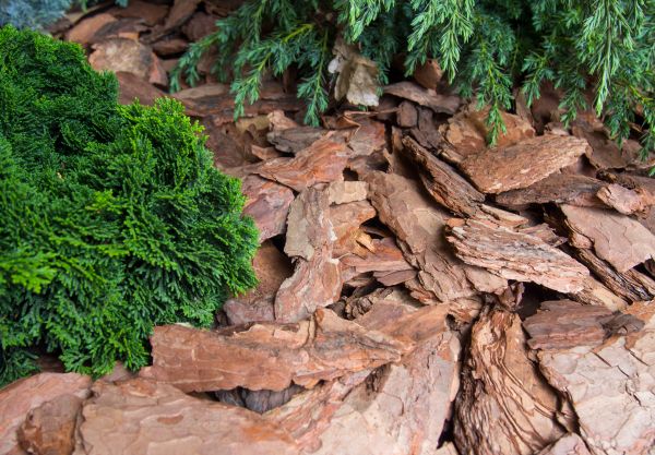 Pine Bark Installation in Fremont