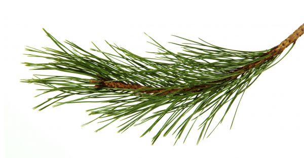 Pine Needles Installation in Fremont