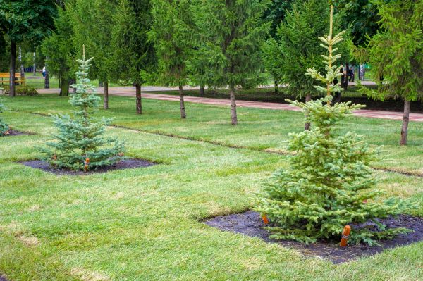Privacy Trees Planting in Fremont