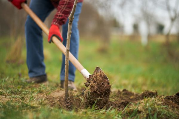 Trees Planting in Fremont