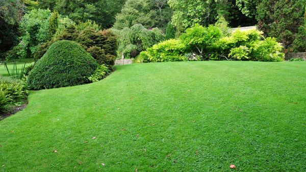Commercial Landscape Design in Fremont