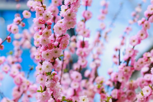 Japanese Cherry Tree Planting in Fremont