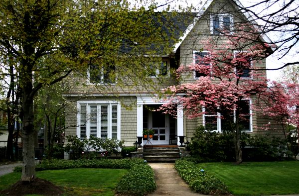Ornamental Tree Planting in Fremont
