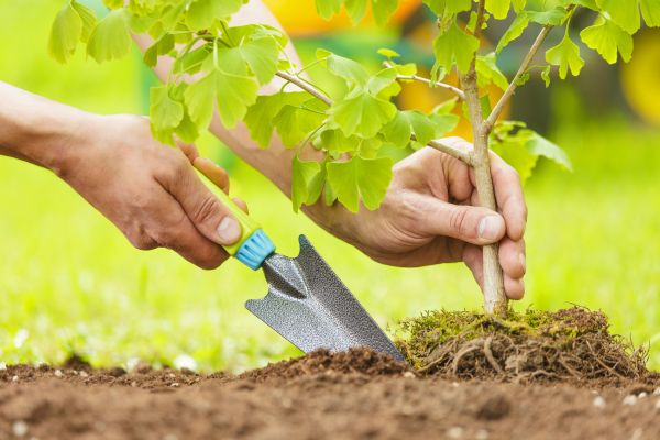 Fruit Tree Planting in Fremont