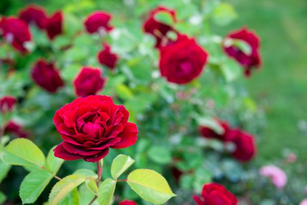 Rose Planting Service