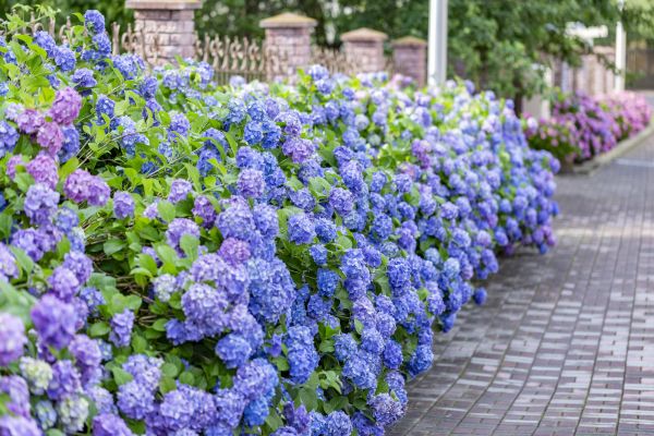 Hydrangea Landscaping in Fremont