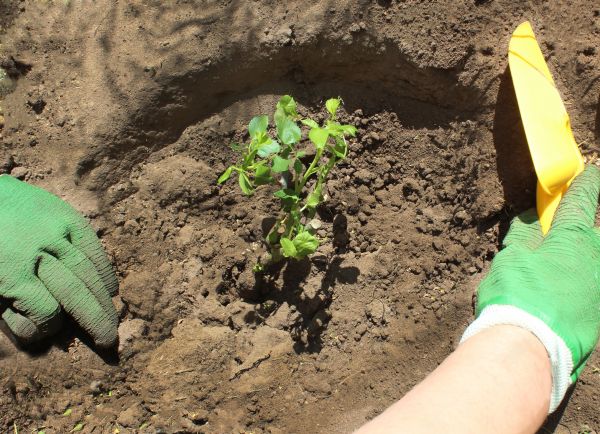 Rose Bush Planting in Fremont