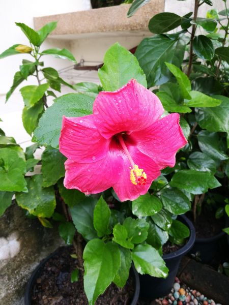 Hibiscus Planting Service