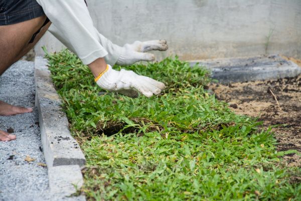 Ground Cover Planting Service