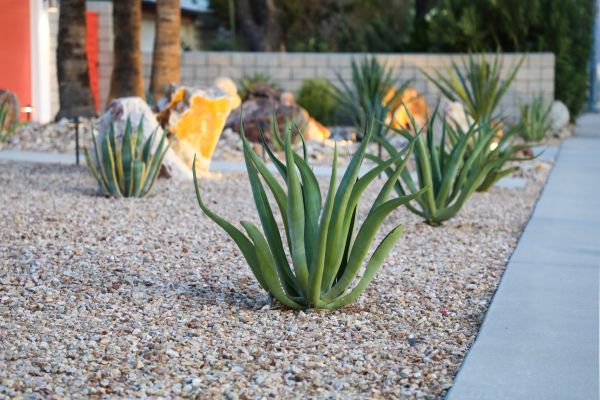 Drought Resistant Landscaping in Fremont