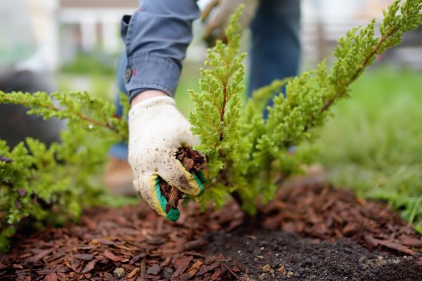Church Mulching in Fremont