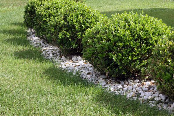 Boxwood Planting Service