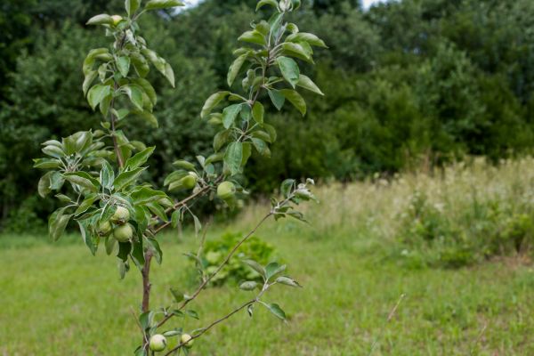 Apple Tree Planting in Fremont